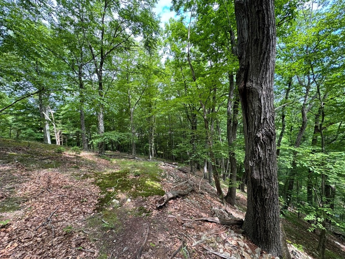 Morris County Commissioners Approve Three Open Space Grants – Morris