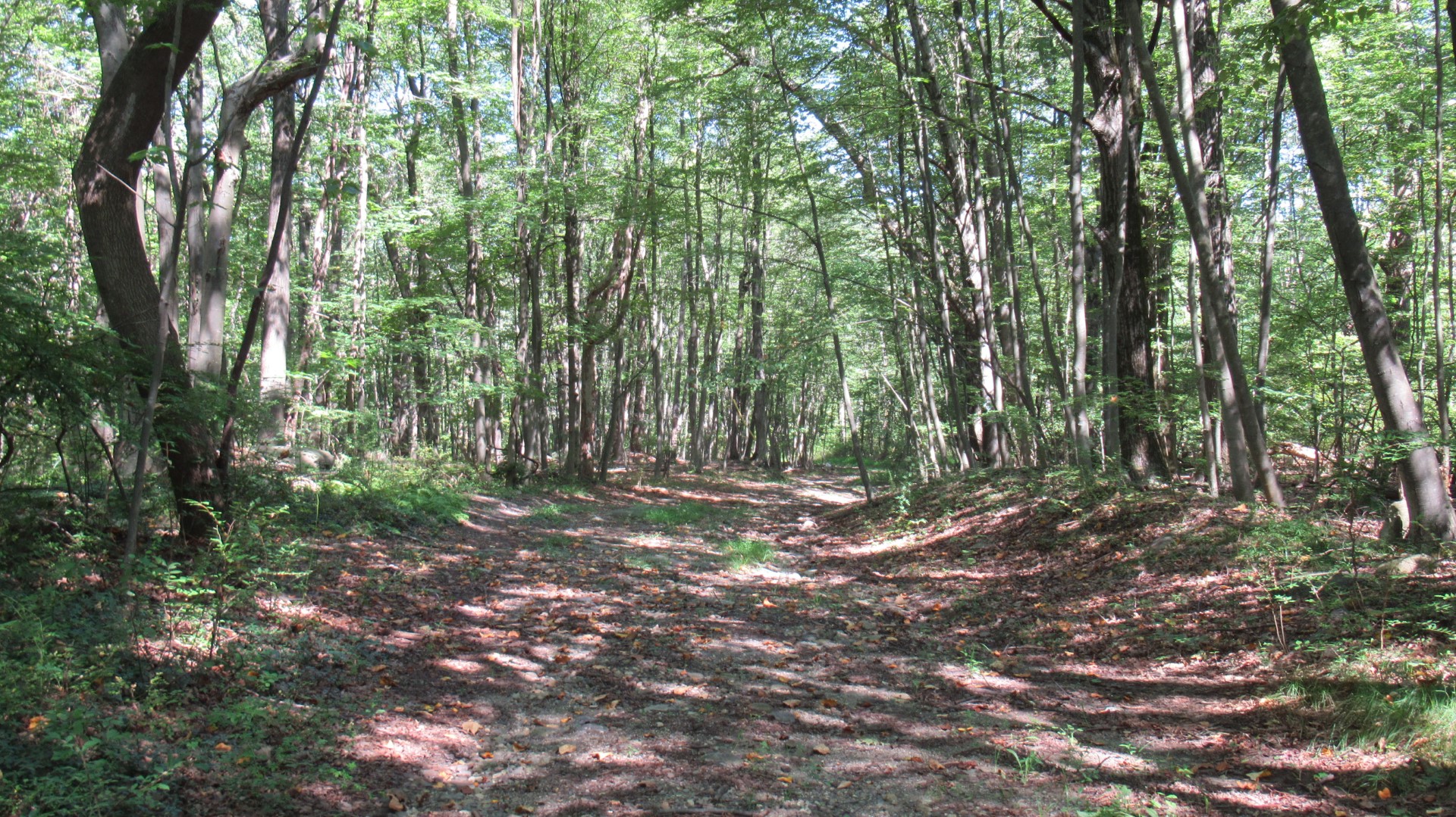 Wildcat Ridge Forest