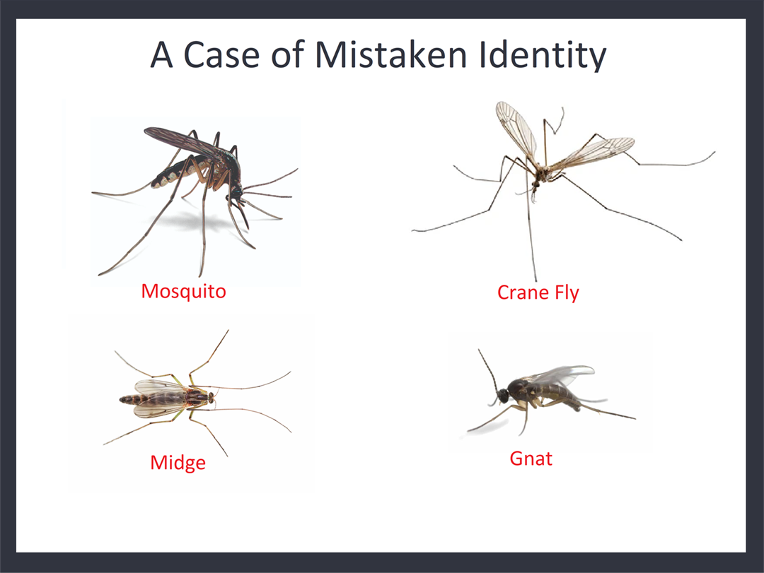 A case of mistaken identity...mosquitoes, gnats and more Morris