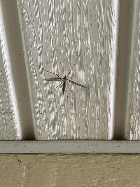 crane fly walter.jpg
