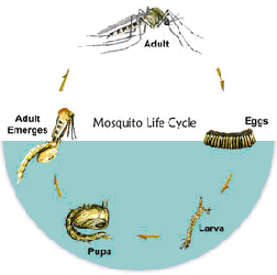 Mosquito life cycle illustration