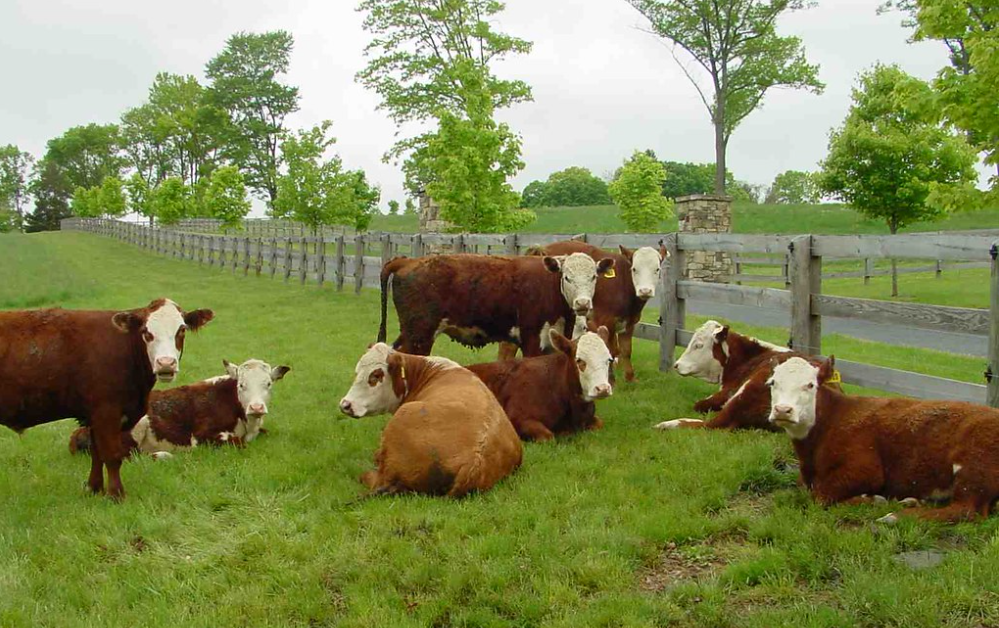 Beef Cattle Graze at Highland Farm Highland Farm 184.74 acres.png
