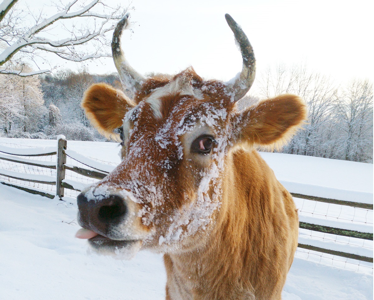 carl the ox in snow cropped 1200px.jpg