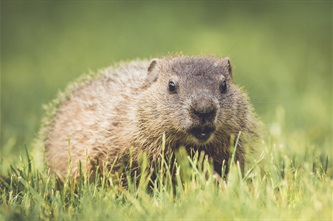 groundhog.jpg