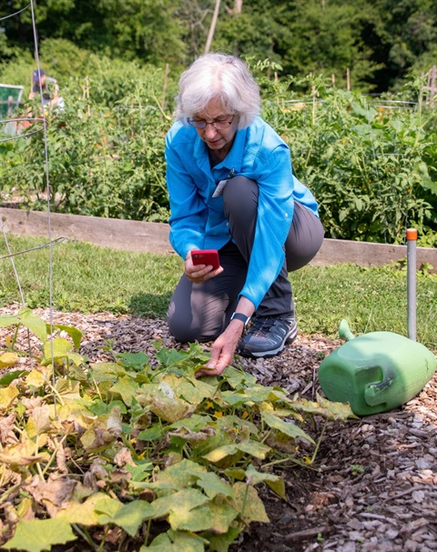 Master Gardener Mary Olin examining a plant problem 2021 2.jpg