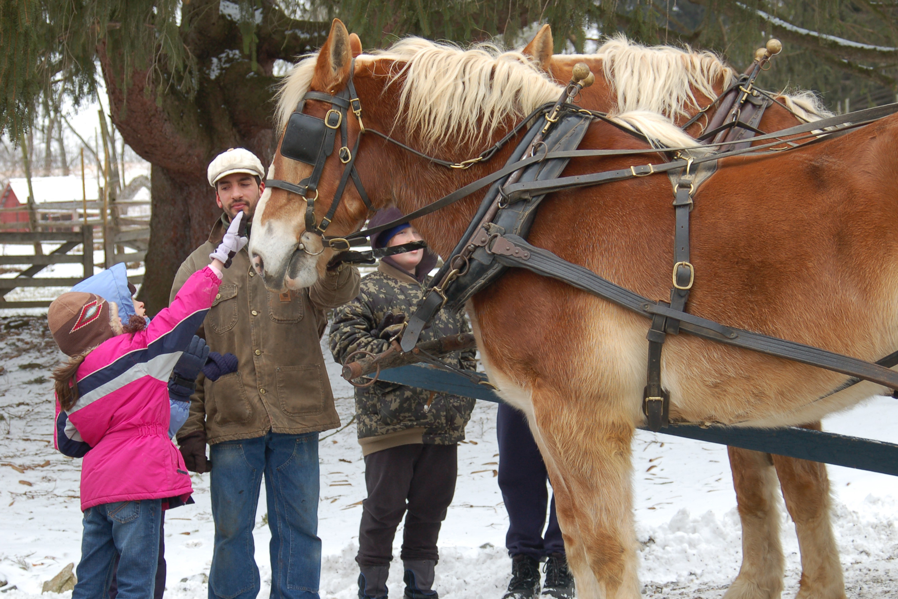 Morris Parks Experience a Winter's Day on the Farm at Fosterfields on
