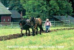 Farmer and two horses