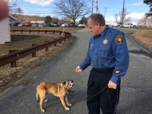 Morris County Sheriff's Office K-9 Cinders with handler Detective John Granato.