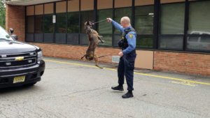 Morris County Sheriff's Office K-9 Section Detective Marc Adamsky demonstrates the skills of his K-9 partner, Tim, at Cool To Be Kind Community Day on May 29, 2019 at the Normandy Park School in Morris Township 