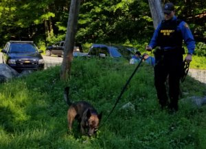 Morris County Sheriff's Office K-9 Unit Detective Marc Adamsky, with K-9 Tim, tries to track a fictitious lost hiker during a training exercise June 26 at Mahlon Dickerson Reservation in Jefferson Township. 