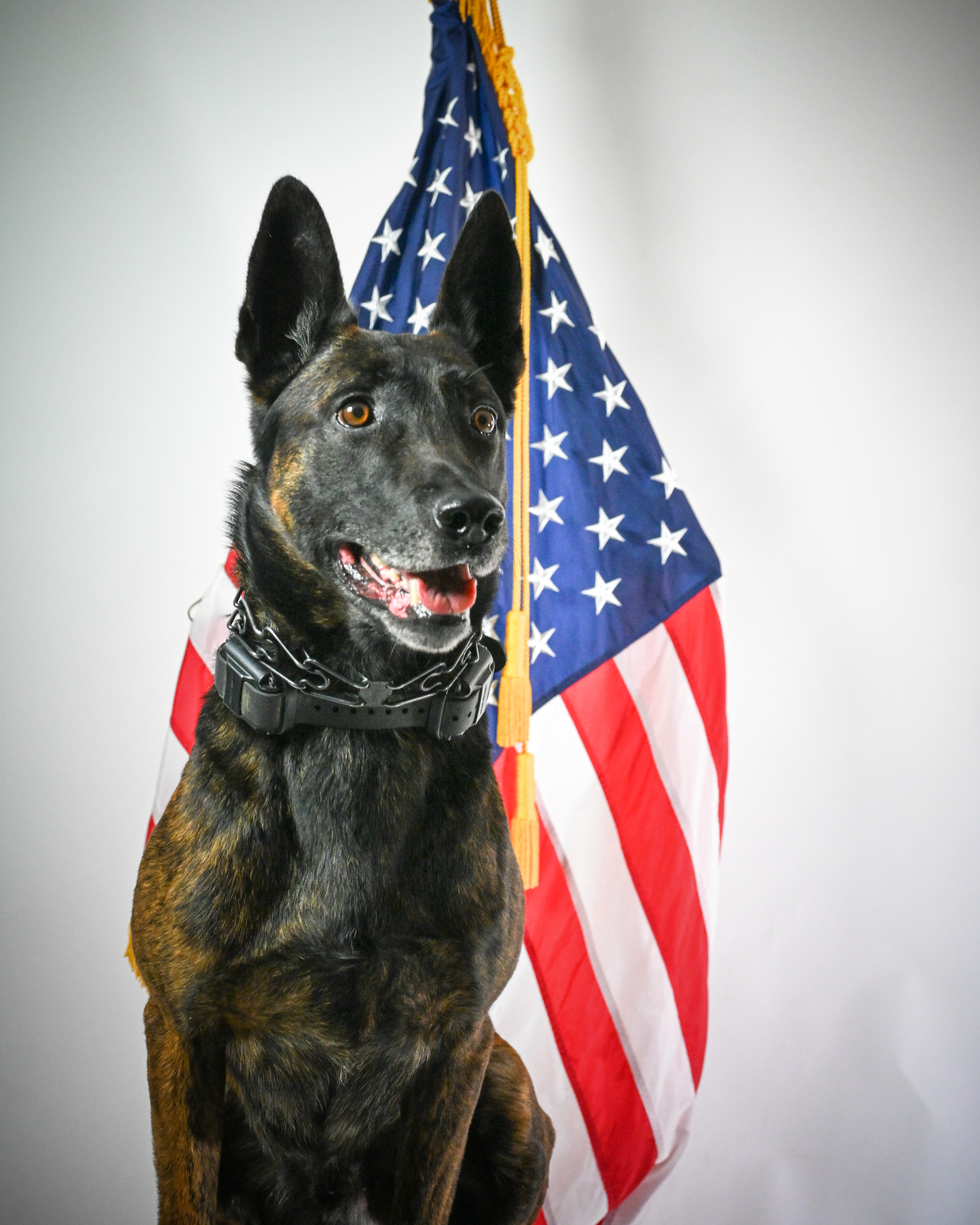 K9 Unit photo