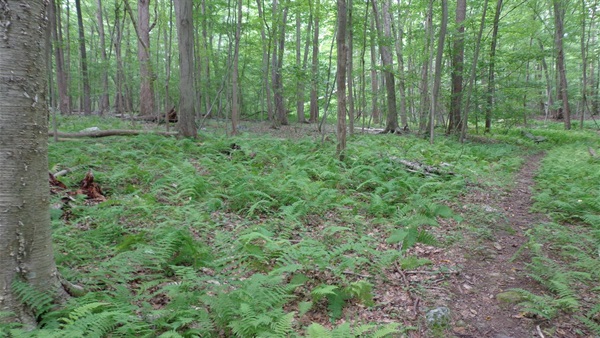 1 Russia Brook Headwaters-Treadwell, Jefferson, preserved in 2020.JPG
