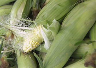 Farm grown corn
