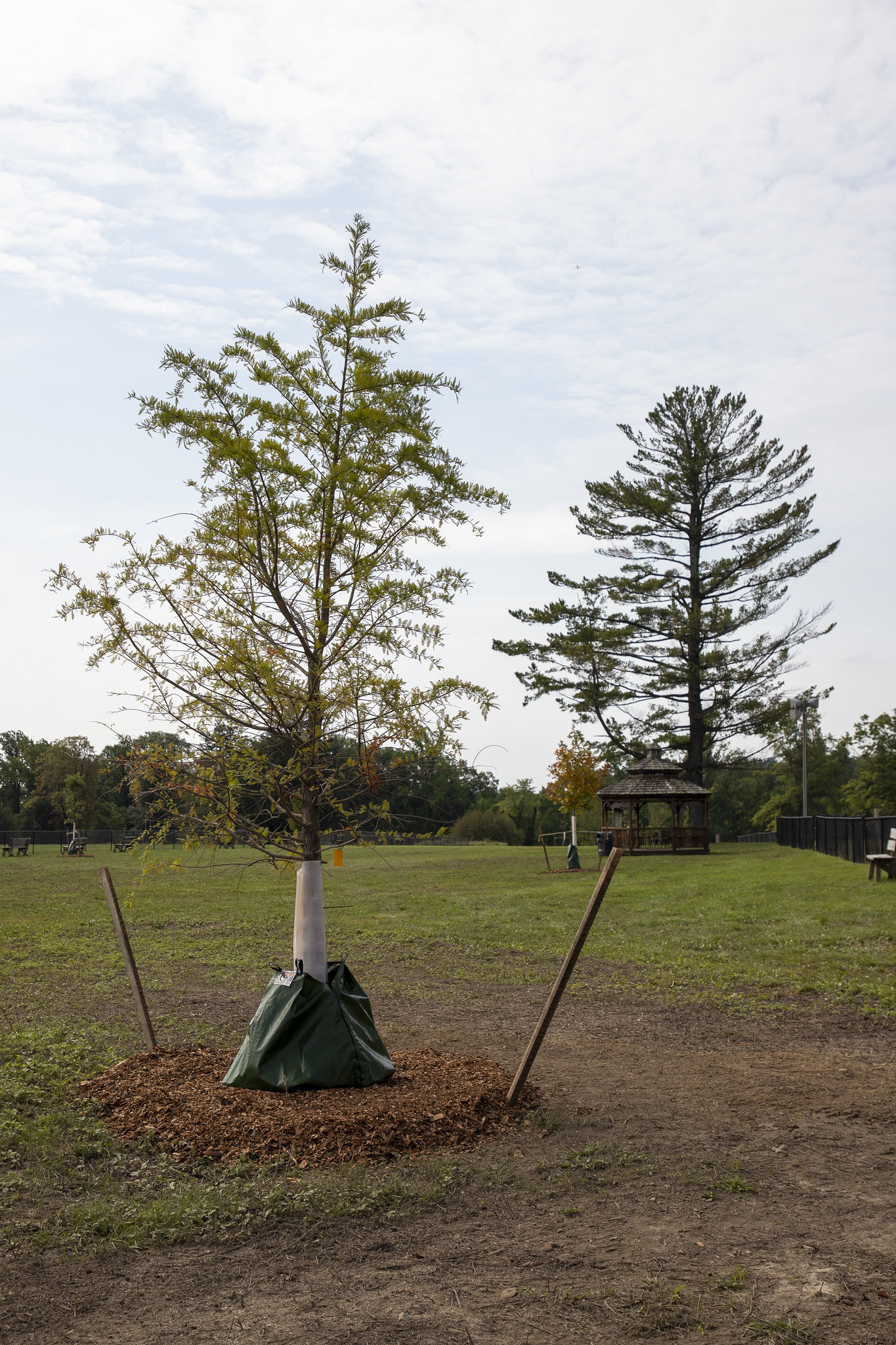img Grove 13 Tree Ceremony 09 17 26 (4).jpg