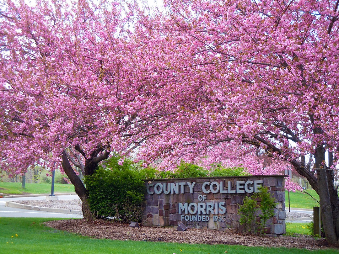 CCM sign with trees in bloom