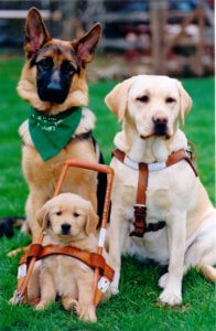 Three Seeing Eye dogs