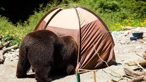 photo of black bear at campsite