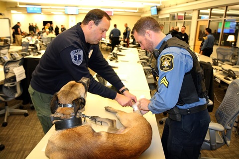 k9-2-1024x683.jpg