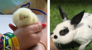 chick and bunny