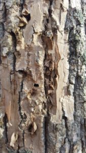bark of infested ash tree