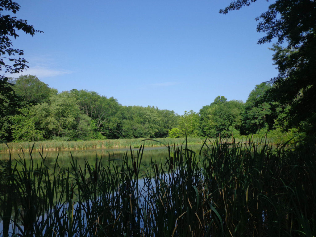 Grasses border Foote's pond, with trees in the background