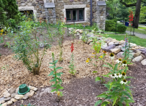 New St. Peter's rain garden