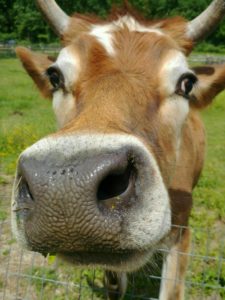 Carl the Ox