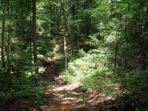 Photograph of wooded trail