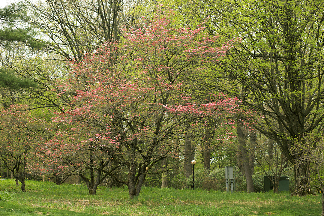 Dogwood at Frelinghuysen Arboretum 1080px