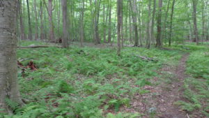 forest trail
