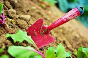 shovel, soil, plant