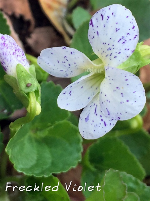 Freckled Violet
