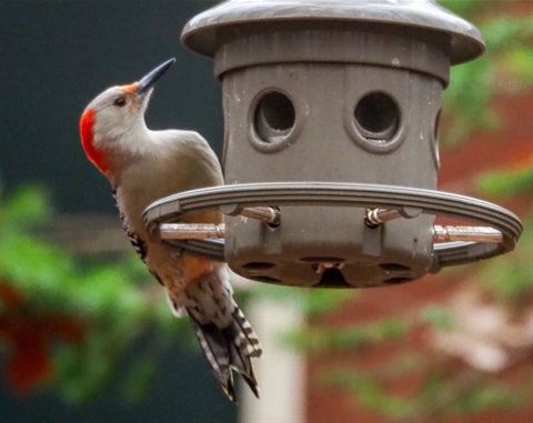 Woodpecker at bird feeder