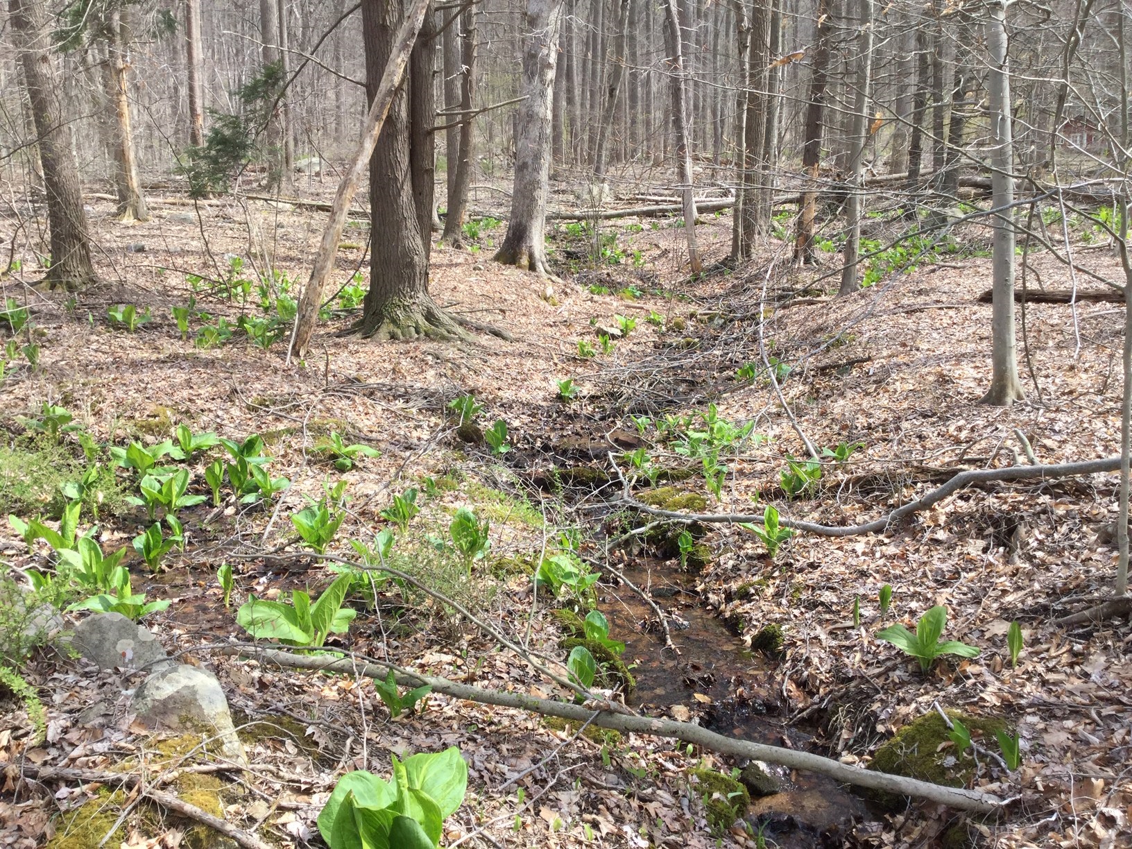 Turnquist intermittent stream Emile DeVito NJCF.JPG