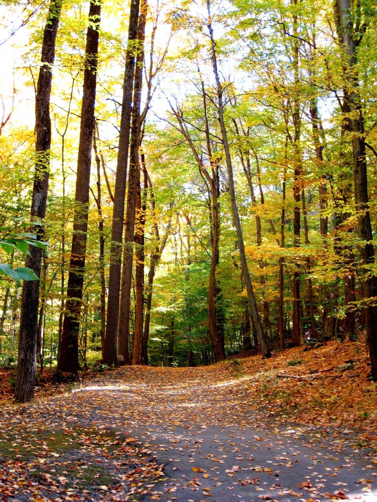 Lewis-Morris-Oct-2008_Deer-Run-Trail-1200x1600.jpg